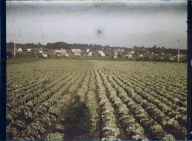 Image représentant Ile de France, Sarcelles St Brieuc, Champs de Salades au Soleil Couchant