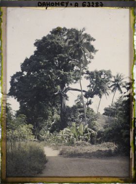 Image représentant Espèces arboricoles : Kapokiers, cocotiers, bananiers et manioc
