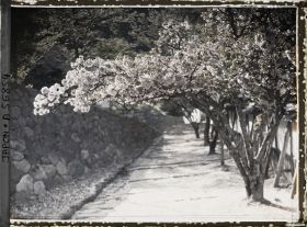 Image représentant Cerisiers en fleurs