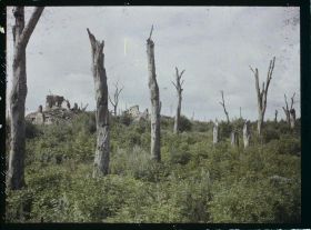 Image représentant France, Chaulnes, Arbre mort