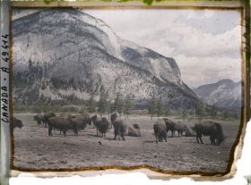 Image représentant Canada, Banff, Troupeau de Bisons