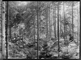 Image représentant La forêt vosgienne