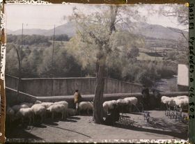 Image représentant France , Tardets, Le marché aux Bestiaux