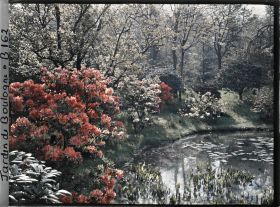 Image représentant Massif d'arbustes en fleurs en bordure " d'étang ", vu vers l'est, sud-est du marais