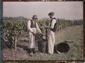 Image représentant St Emilion, Vendangeur portant son panier dans la "baste"