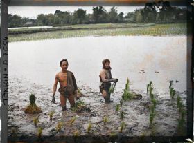 Image représentant Le repiquage du riz pour la récolte de juin