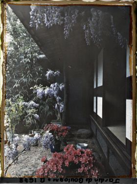 Image représentant Glycines et azalées en pots fleuries, au pied de la maison est du " village japonais "