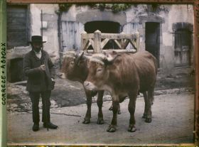 Image représentant Monsieur François Jean, avec ses deux boeufs dans les rues de la ville