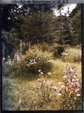 Image représentant Prairie en fleurs au coeur de la forêt dorée