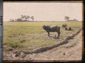 Image représentant Buffles au paturage emmenés par des enfants bergers