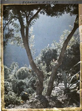 Image représentant Brume du matin dans les gorges