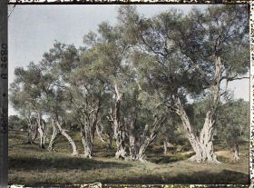 Image représentant Bois d'oliviers