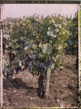 Image représentant St Emilion, Cépage dit "Bouchet Frant"(rouge)