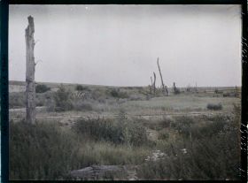 Image représentant France, Warlencourt, Arbres morts près de la butte de Warlencourt