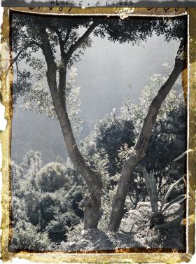 Image représentant Brume du matin dans les gorges