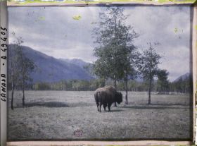 Image représentant Canada, Banff, Bison de dos (petit)