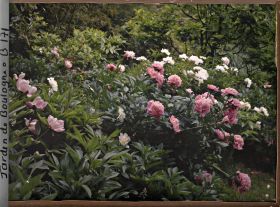Image représentant Massif de pivoines en fleurs