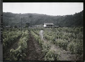 Image représentant Culture de mûriers, probablement région de la Tamagawa