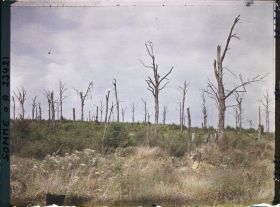 Image représentant France, Hein Monacu, Le bois de l'Ouvrage (Nord Est)