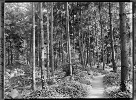 Image représentant La forêt vosgienne