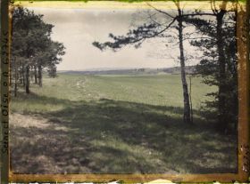 Image représentant Ile de France, Vallangoujard, Champ de blé entre 2 bois de pins