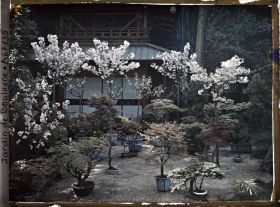 Image représentant Bonsaïs et cerisiers en fleurs au pied de la pagode, près de l'entrée du " village japonais "