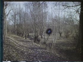 Image représentant France, Strasbourg, Les tailles et les saules entre les Deux Rhin, près de Kehl (Rheinwald)