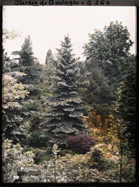 Image représentant Majestueux conifères du " sanctuaire japonais " et paysage arboré situé non loin de la façade de temple