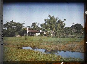 Image représentant La culture du liseron d'eau (rau-muông) sur un étang