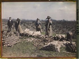 Image représentant France, Blanquefort, Ouvrières préparant les tuteurs pour les pieds de Vigne