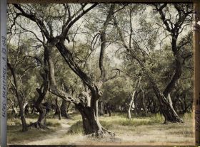 Image représentant Forêt d'oliviers