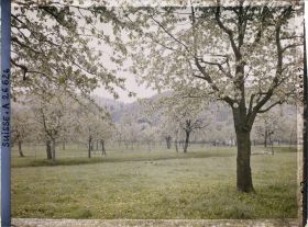 Image représentant Des cerisiers en fleurs dans les prés aux abords de Font