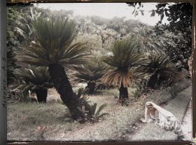 Image représentant Une femme alanguie sur le bord d'une plate bande dans le jardin d'Essais appelé également jardin du Hamma