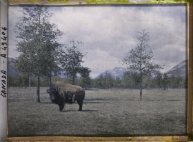 Image représentant Canada, Banff, Bison de face (petit)