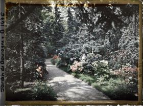 Image représentant Une allée dans la forêt bleue