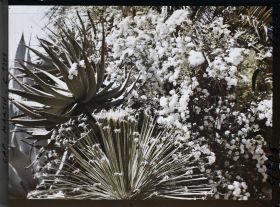 Image représentant le Jardin