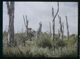 Image représentant France, Chaulnes, Arbres morts et ruines