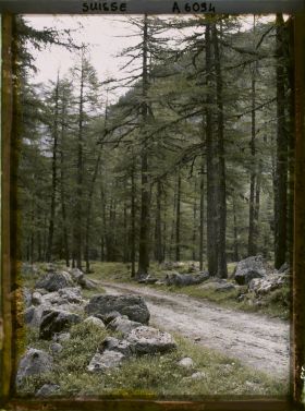 Image représentant Paysage de forêt dans la région de Roseg