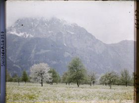 Image représentant Arbres et prairies fleuries dans la plaine d'Altdorf