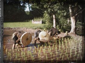 Image représentant Le repiquage du riz pour la récolte de novembre