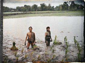 Image représentant Le repiquage du riz pour la récolte de juin