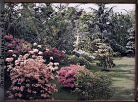 Image représentant Massif de rhododendrons et d'azalées en fleurs bordant le marais à l'est