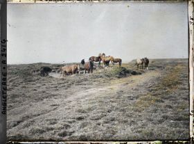Image représentant Troupeau de chevaux