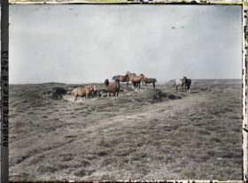 Image représentant Troupeau de chevaux