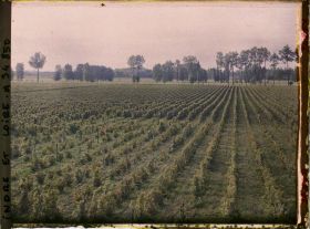 Image représentant Vignoble
