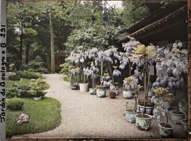 Image représentant Glycines en pots fleuries devant la maison est du " village japonais "