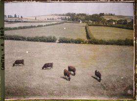 Image représentant Des vaches, de race Salers, paissant dans un champs