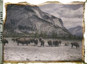 Image représentant Canada, Banff, Troupeau de Bisons