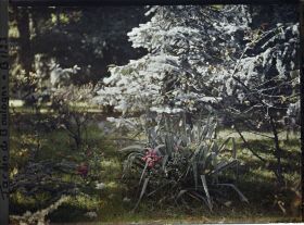 Image représentant Forêt bleue