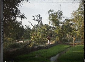 Image représentant Les semis de riz dans une pépinière et un système élévatoire d'eau (seau à manche)